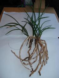 国产草b,绿色生态，引领未来农业发展新潮流